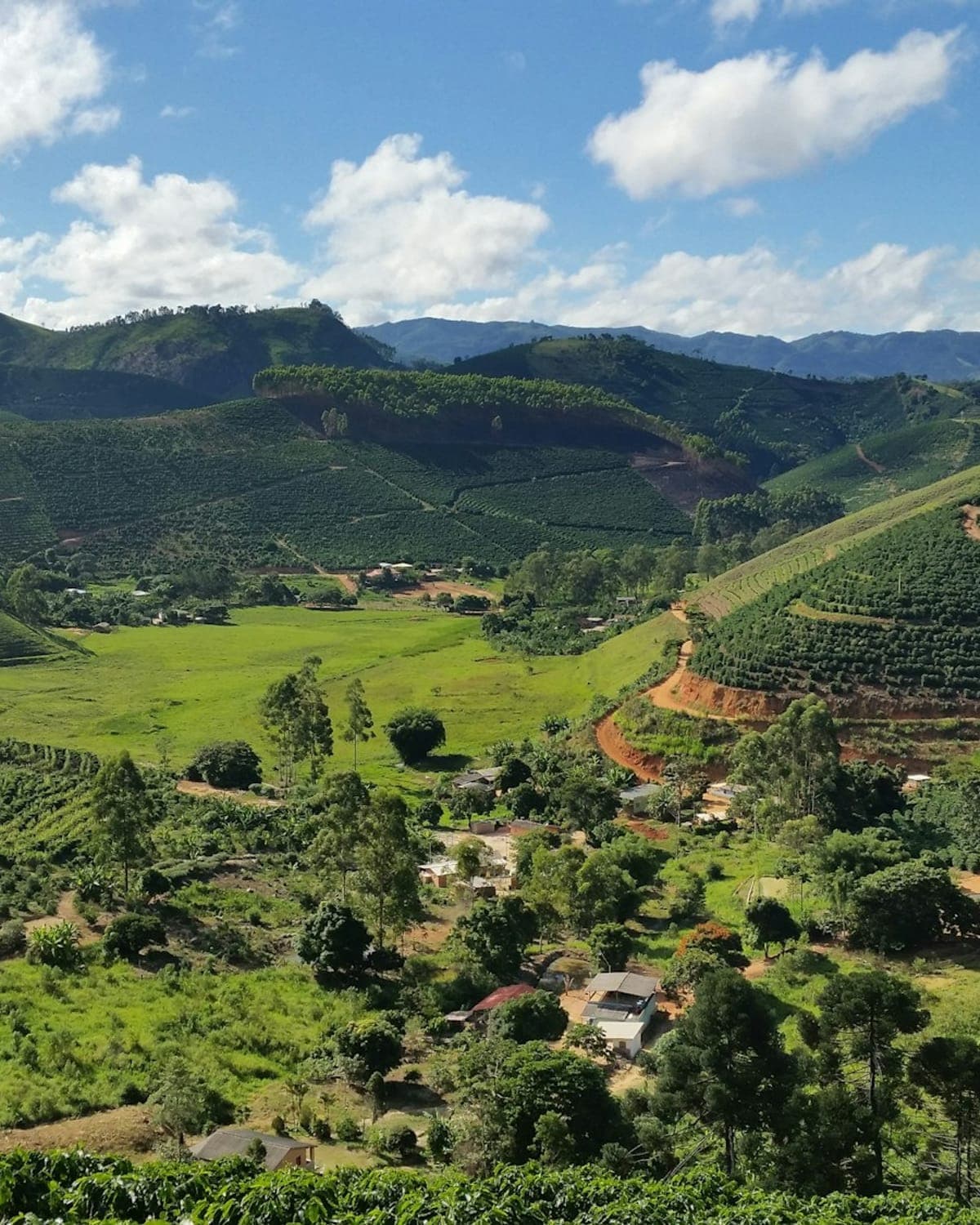 A wide valley of terraced coffee plots running up into forested hills