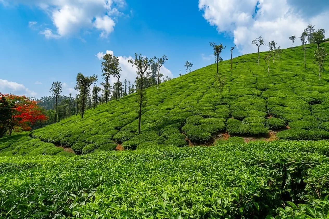 Indian Coffee