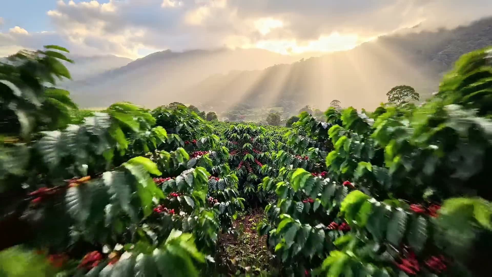 Rows of coffee trees on a hillside, sunlight breaking over the ridge behind them